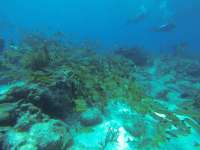 Great day of scuba diving in Key Largo with Rainbow Reef on eagle ray alley tropical odyssey 2019 12 30 r9094 1