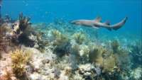 Great day of scuba diving in Key Largo with Rainbow Reef on eagle ray alley santana 2019 01 01 r7677 1
