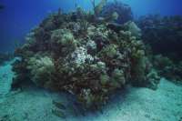 Great day of scuba diving in Key Largo with Rainbow Reef on christ statue tropical serenity 2019 07 30 r8625 1