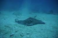 Great day of scuba diving in Key Largo with Rainbow Reef on snapper ledge santana 2019 07 11 r8550 1
