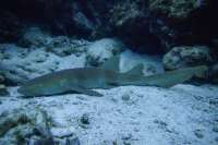 Great day of scuba diving in Key Largo with Rainbow Reef on snapper ledge tropical serenity 2019 07 23 r8593 1