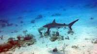 Great day of scuba diving in Key Largo with Rainbow Reef on winch hole tropical legend 2019 06 27 r8484 1