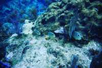 Great day of scuba diving in Key Largo with Rainbow Reef on snapper ledge tropical legend 2019 03 15 r7966 1