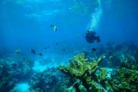 Great day of scuba diving in Key Largo with Rainbow Reef on permit ledges tropical serenity 2019 05 23 r8312 1