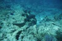 Great day of scuba diving in Key Largo with Rainbow Reef on woodys tropical serenity 2019 05 30 r8357 1