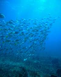 Great day of scuba diving in Key Largo with Rainbow Reef on uscgc duane tropical legend 2019 10 02 r8799 2