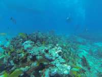 Great day of scuba diving in Key Largo with Rainbow Reef on permit ledges tropical destiny 2019 09 17 r8778 1