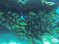 Great day of scuba diving in Key Largo with Rainbow Reef on snapper ledge santana 2020 08 27 r9970 1