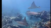 Great day of scuba diving in Key Largo with Rainbow Reef on eagle ray alley santana 2020 02 27 r9303 1