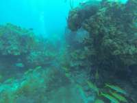 Great day of scuba diving in Key Largo with Rainbow Reef on spanish anchor tropical serenity 2020 07 08 r9743 1