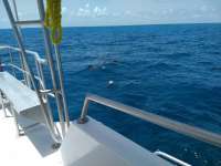 Great day of scuba diving in Key Largo with Rainbow Reef on snapper ledge tropical legend 2020 06 28 r9666 1