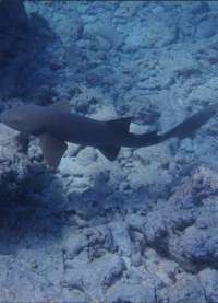 Great day of scuba diving in Key Largo with Rainbow Reef on snapper ledge tropical serenity 2020 06 02 r9433 1