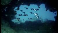 Great day of scuba diving in Key Largo with Rainbow Reef on french reef tropical legend 2020 11 17 r10304 1