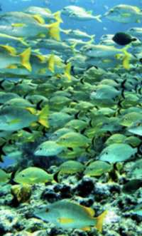 Great day of scuba diving in Key Largo with Rainbow Reef on molasses reef santana 2020 10 11 r10183 1