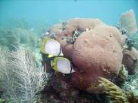 Great day of scuba diving in Key Largo with Rainbow Reef on christ statue tropical adventure 2021 08 01 r11482 1