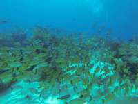 Great day of scuba diving in Key Largo with Rainbow Reef on sand island tropical legend 2021 08 04 r11496 1