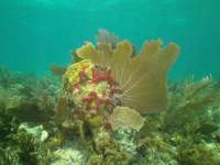 Great day of scuba diving in Key Largo with Rainbow Reef on fire coral cave tropical serenity 2021 07 26 r11451 2