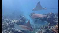 Great day of scuba diving in Key Largo with Rainbow Reef on christmastree cave tropical serenity 2021 06 16 r11263 4