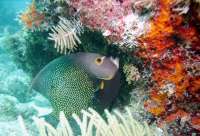 Great day of scuba diving in Key Largo with Rainbow Reef on christmastree cave tropical legend 2021 10 24 r11767 1