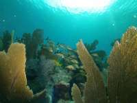 Great day of scuba diving in Key Largo with Rainbow Reef on eagle ray alley tropical odyssey 2021 10 03 r11679 2