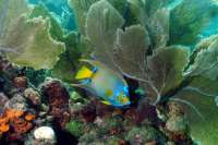 Great day of scuba diving in Key Largo with Rainbow Reef on french reef tropical serenity 2021 10 22 r11746 1