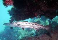 Great day of scuba diving in Key Largo with Rainbow Reef on french reef tropical serenity 2021 10 22 r11746 2