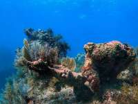 Great day of scuba diving in Key Largo with Rainbow Reef on north star tropical destiny 2021 10 27 r11785 2
