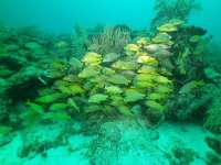 Great day of scuba diving in Key Largo with Rainbow Reef on snapper ledge tropical legend 2021 10 24 r11770 2