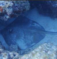 Great day of scuba diving in Key Largo with Rainbow Reef on snapper ledge tropical serenity 2021 10 12 r11720 3