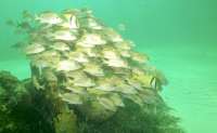Great day of scuba diving in Key Largo with Rainbow Reef on spiegel grove tropical odyssey 2021 10 03 r11677 2