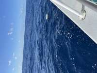 Great day of scuba diving in Key Largo with Rainbow Reef on uscgc duane tropical adventure 2022 04 18 r12355 1