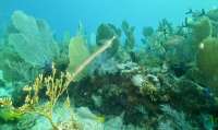Great day of scuba diving in Key Largo with Rainbow Reef on french reef tropical odyssey 2022 08 26 r13088 1