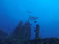 Great day of scuba diving in Key Largo with Rainbow Reef on uscgc duane tropical odyssey 2024 08 13 r16291 1