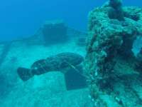 Great day of scuba diving in Key Largo with Rainbow Reef on spiegel grove tropical odyssey 2024 07 31 r16193 1