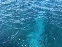Great day of scuba diving in Key Largo with Rainbow Reef on snapper ledge tropical destiny 2024 11 27 r16997 1