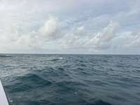 Dive photo at Eagle Ray Alley in Key Largo, Florida from Tropical Legend with Captain Tammy on October 3, 2026, Rainbow Reef Dive Center