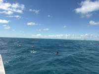 Dive photo at Student/Classes Trip in Key Largo, Florida from Tropical Adventure with Captain Tammy on October 28, 2026, Rainbow Reef Dive Center