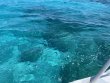 Tuesday May 11th 2021 Tropical Adventure: Sand Island reef report photo 2