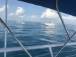 Saturday April 1st 2017 Tropical Adventure: Benwood Wreck reef report photo 1