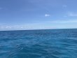 Friday June 20th 2025 Tropical Destiny: Drift French reef report photo 1