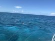 Saturday June 21st 2025 Tropical Destiny: Eagle Ray Alley reef report photo 1