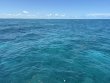 Sunday July 20th 2025 Tropical Destiny: Pickles Reef reef report photo 1