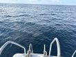 Friday September 12th 2025 Tropical Destiny: Spiegel Grove reef report photo 1
