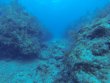 Thursday May 14th 2026 Tropical Destiny: Aquarium reef report photo 1