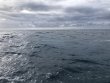 Sunday November 21st 2021 Tropical Legend: Benwood Wreck reef report photo 1