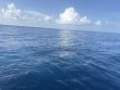 Tuesday August 5th 2025 Tropical Legend: Spiegel Grove reef report photo 1