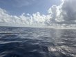 Wednesday August 6th 2025 Tropical Legend: Spiegel Grove reef report photo 1