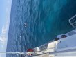 Monday April 27th 2026 Tropical Legend: Spanish Anchor reef report photo 1