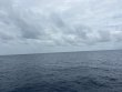 Friday July 4th 2025 Tropical Odyssey: Spiegel Grove reef report photo 1