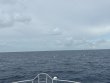 Sunday August 31st 2025 Tropical Odyssey: Spiegel Grove reef report photo 1